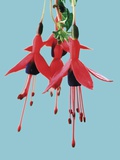Fuchsia Flowers Blooming