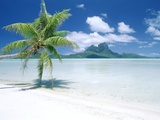 Palm Tree on a Tropical Beach