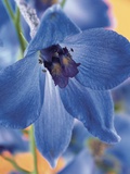 Blooming Delphinium
