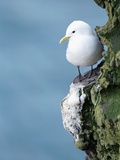 Black-Legged Kittiwake