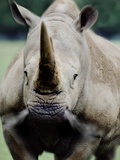 Charging Rhino