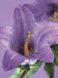 Blooming Delphinium
