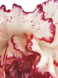 Curling Carnation Petals