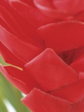 Guzmania Petals