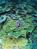 Elephant Ear Coral