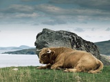 Highlander Bull