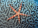 Starfish on Coral