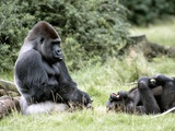 Western Lowland Gorillas