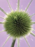 Green Thistle