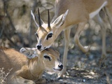 Steenboks