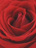 Blooming Red Rose