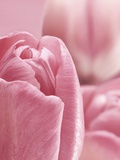 Bunch of Pink Tulips