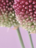 Detail From Allium Plant