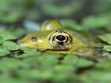 Edible Frog
