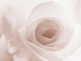 Blooming White Rose