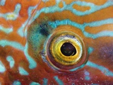 Eye of a Corkwing Wrasse