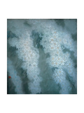 Cascade of Chrysanthemums