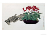 Cyclamen and Rock