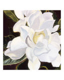 Gardenia Acrylic