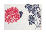 Chrysanthemum