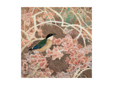 Lifespring - Japanese Blue-winged Pitta