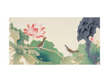 Lotus and Birds