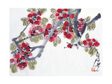 Apricot Blossoms