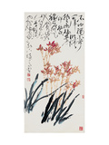Orchids - Elegant and Independent