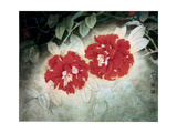 Red Camellias