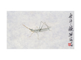 A Grasshopper