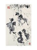 Chicks in Spring