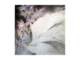 Flower Seires II - Phaiuses