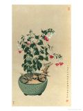 Fuchsias