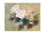 Hibiscuses