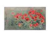 Poppy Flowers