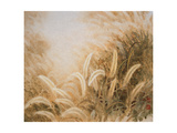 Big Bristlegrass