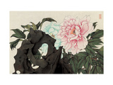Hibiscuses