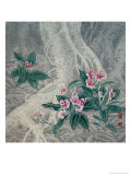 Wild Flowers