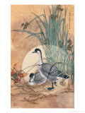 Two Geese