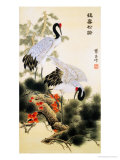 Cranes and Pine Tree