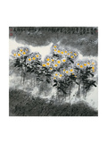 Daisies