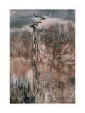 Tree's Spirit and the Reflection