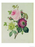 Rose  Anemone and Clematide