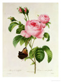 Rosa Centifolia