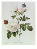 Rosa Bengale the Hymenes