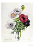 Anemone: Simple  from 
