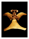 Veraguas  Panama: Gold Pectoral  1200-1400 AD