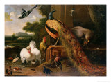 Revolt in the Poultry Coup