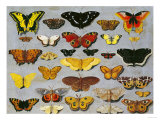 Butterflies