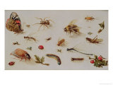 A Study of Insects